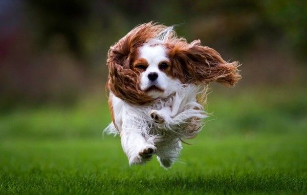 Бързи като вятъра! С повече от 30 километра в час тези кучета тичат към вас!